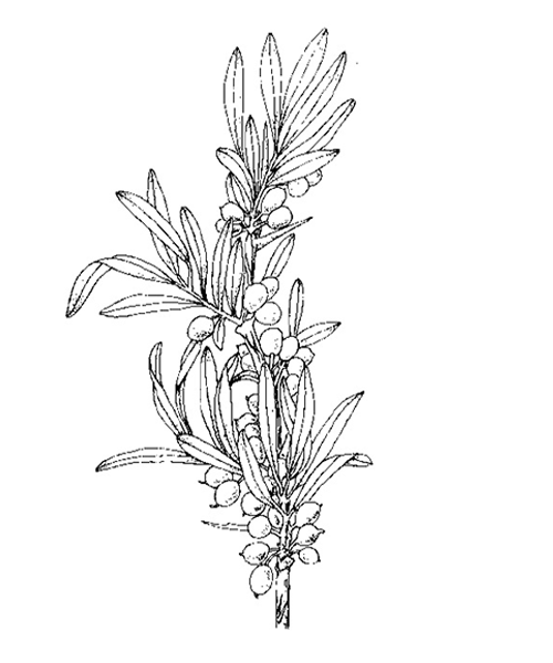 Natural compounds from  Hippophae rhamnoides subsp.sinensis